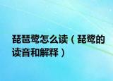 琵琶鹭怎么读（琵鹭的读音和解释）