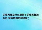 花生死棵是什么原因（花生死棵怎么办 专家教你如何搞定）