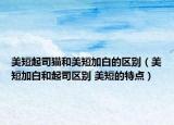 美短起司猫和美短加白的区别（美短加白和起司区别 美短的特点）