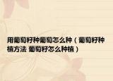 用葡萄籽种葡萄怎么种（葡萄籽种植方法 葡萄籽怎么种植）