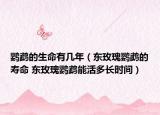 鹦鹉的生命有几年（东玫瑰鹦鹉的寿命 东玫瑰鹦鹉能活多长时间）