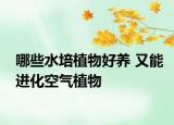 哪些水培植物好养 又能进化空气植物
