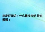 皮皮虾知识（什么是皮皮虾 快来看看）