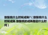 猕猴桃什么时候成熟?（猕猴桃什么时候成熟 猕猴桃的成熟期是什么时间）