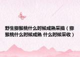 野生猕猴桃什么时候成熟采摘（猕猴桃什么时候成熟 什么时候采收）
