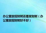 办公室放招财树还是发财树（办公室放招财树好不好）