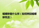 螳螂卵是什么样（如何辨别螳螂卵死活）