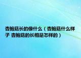 杏鲍菇长的像什么（杏鲍菇什么样子 杏鲍菇的长相是怎样的）