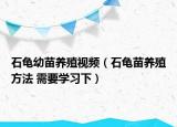 石龟幼苗养殖视频（石龟苗养殖方法 需要学习下）