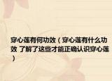 穿心莲有何功效（穿心莲有什么功效 了解了这些才能正确认识穿心莲）