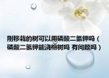 刚移栽的树可以用磷酸二氢钾吗（磷酸二氢钾能浇榕树吗 有问题吗）