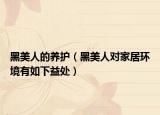 黑美人的养护（黑美人对家居环境有如下益处）