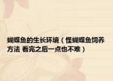 蝴蝶鱼的生长环境（怪蝴蝶鱼饲养方法 看完之后一点也不难）