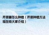 芹菜要怎么种植（芹菜种植方法 现在给大家介绍）