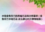水培金鱼吊兰的养殖方法和注意事项（金鱼吊兰水培方法 这么做让叶片翠绿如滴）
