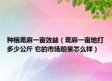 种植蓖麻一亩效益（蓖麻一亩地打多少公斤 它的市场前景怎么样）