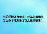 兰花烂根还有救吗（兰花烂根无根怎么办 5种方法让花儿重新复活）