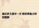 鱼缸多久换水一次 教你养鱼小妙招图解