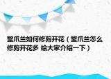 蟹爪兰如何修剪开花（蟹爪兰怎么修剪开花多 给大家介绍一下）
