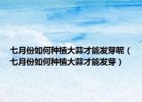 七月份如何种植大蒜才能发芽呢（七月份如何种植大蒜才能发芽）