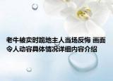 老牛被卖时跪地主人当场反悔 画面令人动容具体情况详细内容介绍
