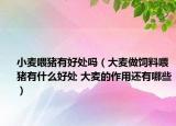 小麦喂猪有好处吗（大麦做饲料喂猪有什么好处 大麦的作用还有哪些）
