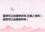 狐狸可以当宠物养吗,它通人性吗（狐狸可以当宠物养吗）