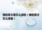 猪的英文是怎么读的（猪的英文怎么读音）