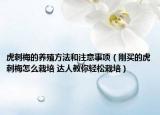 虎刺梅的养殖方法和注意事项（刚买的虎刺梅怎么栽培 达人教你轻松栽培）