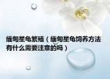 缅甸星龟繁殖（缅甸星龟饲养方法 有什么需要注意的吗）
