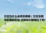 兰花为什么会得茎腐病（兰花茎腐与软腐的区别 这回你们都明白了吧!）