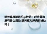 赶黄草肝脏最怕三种药（赶黄草治肝有什么用处 赶黄草对肝病有好处吗）