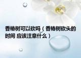 香椿树可以砍吗（香椿树砍头的时间 应该注意什么）