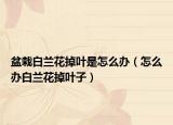 盆栽白兰花掉叶是怎么办（怎么办白兰花掉叶子）