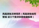 凤凰球鱼怎样饲养（凤凰球鱼如何繁殖 这三个要点你要收藏起来）