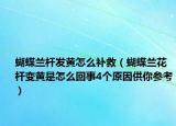 蝴蝶兰杆发黄怎么补救（蝴蝶兰花杆变黄是怎么回事4个原因供你参考）