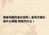 母金毛嘴巴会长宽吗（金毛犬嘴长是什么原因 到底为什么）