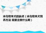冰岛牧羊犬的缺点（冰岛牧羊犬饲养方法 需要注意什么呢）