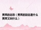 黄芪的名称（黄芪的别名是什么 黄芪又叫什么）