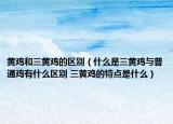 黄鸡和三黄鸡的区别（什么是三黄鸡与普通鸡有什么区别 三黄鸡的特点是什么）