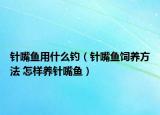 针嘴鱼用什么钓（针嘴鱼饲养方法 怎样养针嘴鱼）