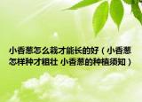 小香葱怎么栽才能长的好（小香葱怎样种才粗壮 小香葱的种植须知）