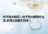 叶子宽大的花（叶子宽大都有什么花 多得让你数不过来）
