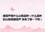 糖葫芦用什么山楂品种（什么品种的山楂做糖葫芦 快来了解一下吧）