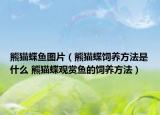 熊猫蝶鱼图片（熊猫蝶饲养方法是什么 熊猫蝶观赏鱼的饲养方法）
