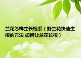 兰花怎样生长根系（野兰花快速生根的方法 如何让兰花长根）