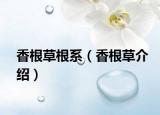 香根草根系（香根草介绍）