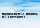 金刚鹦鹉喜欢吃什么?（金刚鹦鹉吃什么 下面给大家介绍）