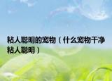 粘人聪明的宠物（什么宠物干净粘人聪明）