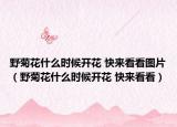 野菊花什么时候开花 快来看看图片（野菊花什么时候开花 快来看看）